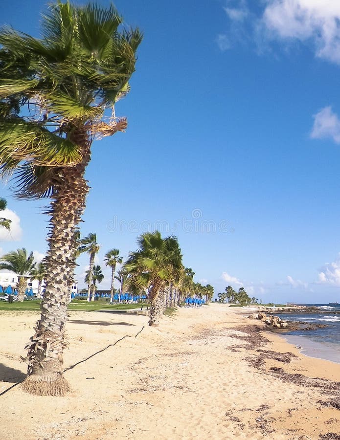 Tropiskt utseende av palmstrand och Medelhavet nära ön Paphos City Cyprus arkivbilder