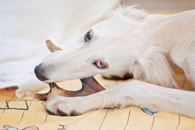Troszkę, śliczna purebred biała saluki szczeniaka psa perska charcica i zdjęcie stock Troszkę, śliczna purebred biała saluki szczeniaka psa perska charcica i zdjęcie stock