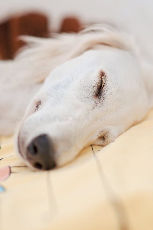 Troszkę śliczna purebred biała saluki szczeniaka psa perska charcica relaksująca i śpi spokojnie w łóżku zdjęcie stock Troszkę śliczna purebred biała saluki szczeniaka psa perska charcica relaksująca i śpi spokojnie w łóżku zdjęcie stock