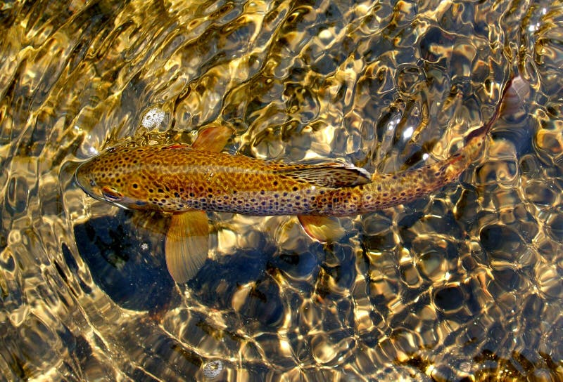 Photo of wild Brown Trout caught in the Gunpowder river of northern Maryland. The black spots on its back serve as perfect camouflage. Photo of wild Brown Trout caught in the Gunpowder river of northern Maryland. The black spots on its back serve as perfect camouflage.