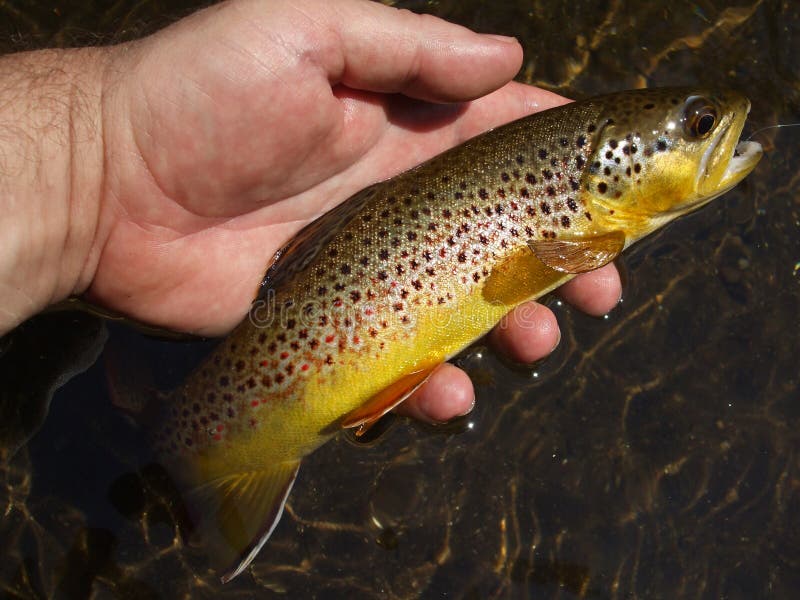 Photo of beautifully colored wild brown trout caught in the Gunpowder river of Maryland. This stream is known for its tough to catch yet exceptionally beautiful trout. Photo of beautifully colored wild brown trout caught in the Gunpowder river of Maryland. This stream is known for its tough to catch yet exceptionally beautiful trout.