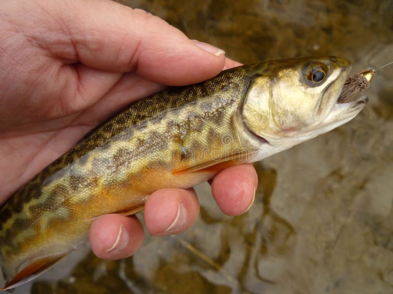 Photo of a tiger trout caught from the gunpowder river in maryland. This is a rare occurrence in the wild for in order to produce a tiger trout, a brook trout must mate with a brown trout producing this hybrid. Tiger trout can be bred in hatcheries as well. Tiger trout are aggressive and fight hard making them a favorite of anglers. Photo of a tiger trout caught from the gunpowder river in maryland. This is a rare occurrence in the wild for in order to produce a tiger trout, a brook trout must mate with a brown trout producing this hybrid. Tiger trout can be bred in hatcheries as well. Tiger trout are aggressive and fight hard making them a favorite of anglers.