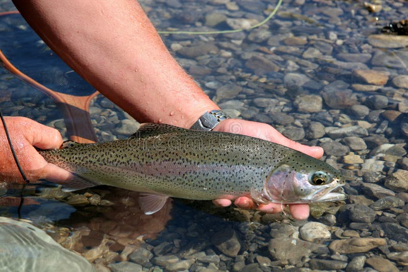 Rainbow Trout being released in river. Rainbow Trout being released in river