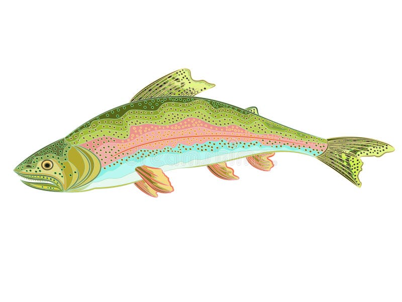 Trota iridea americana (oncorhynchus mykiss) royalty illustrazione gratis Trota iridea americana (oncorhynchus mykiss) royalty illustrazione gratis