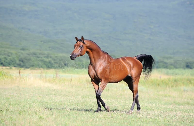 Cavalo pulando, fotos de mustang galopando, cavalo marrom png