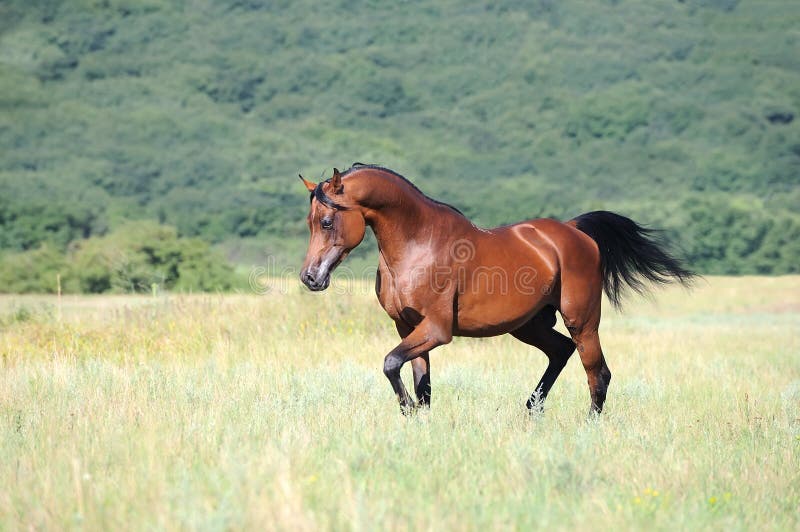 Trote árabe Do Corredor Do Cavalo De Brown No Pasto Foto de Stock - Imagem  de bonito, campo: 15882660