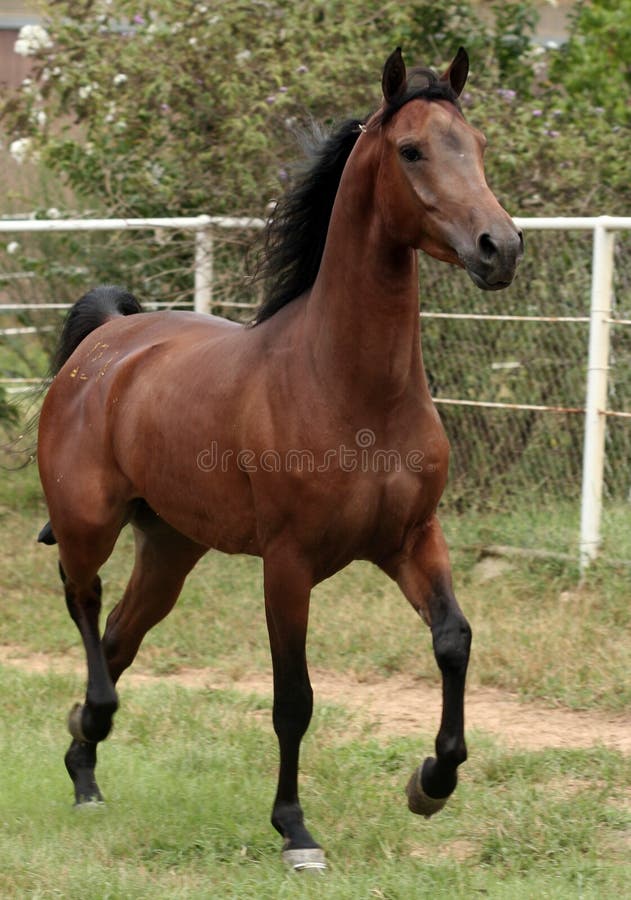 Arabian gelding trotting in the areana. Arabian gelding trotting in the areana