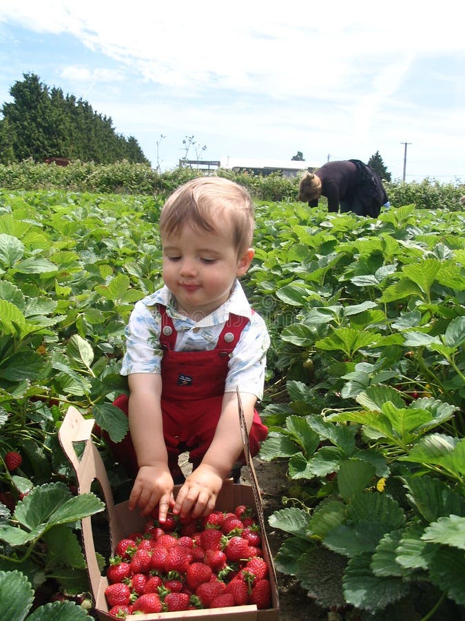 Small boy picking strawberries in june. Small boy picking strawberries in june