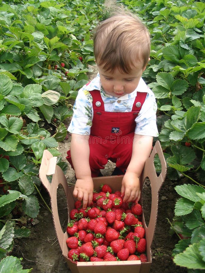 Small boy picking strawberries in june. Small boy picking strawberries in june