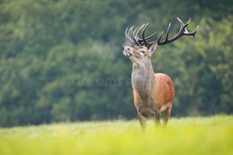 Proud red deer, cervus elaphus, sniffing with head up on green meadow in rutting season. Majestic wild animal breathing vapor out of nose on cold autumn morning with copy space. Proud red deer, cervus elaphus, sniffing with head up on green meadow in rutting season. Majestic wild animal breathing vapor out of nose on cold autumn morning with copy space.