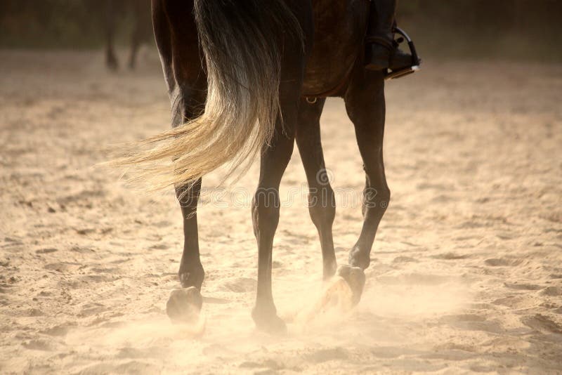 Trotting away horse legs close up