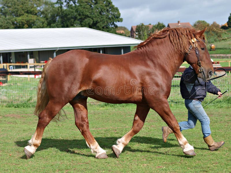 Grey Percheron Draft Horse stock image. Image of farm 33390723