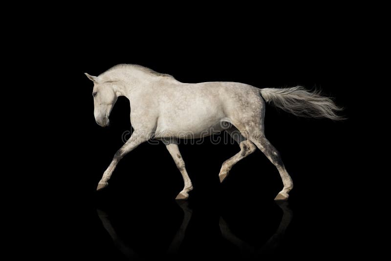 Trotto del cavallo bianco immagine stock Trotto del cavallo bianco immagine stock
