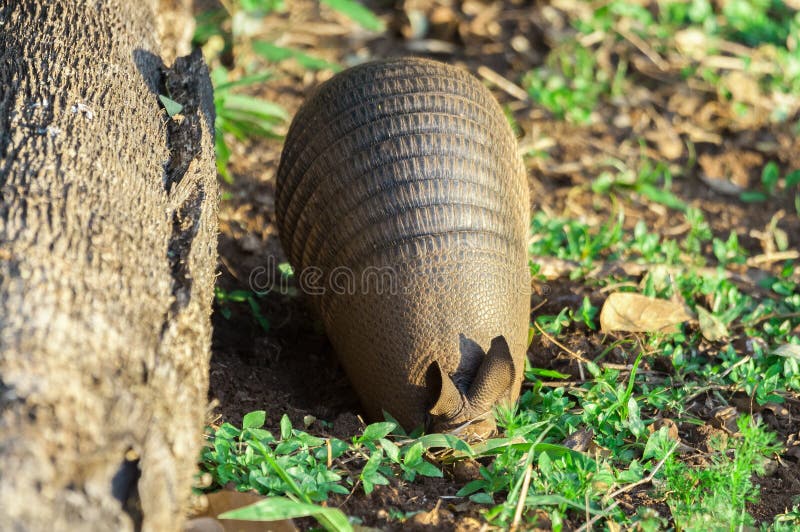 Trou de creusement de tatou en recherchant la nourriture Le côté de tatou a un tronc d'arbre tombé et quelques plantes vertes au images libres de droits Trou de creusement de tatou en recherchant la nourriture Le côté de tatou a un tronc d'arbre tombé et quelques plantes vertes au images libres de droits