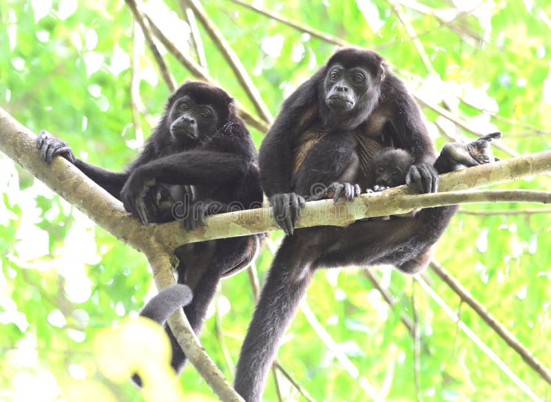 Troupe de singe d'hurleur dans l'arbre avec le bébé, corcovad0, Costa Rica images libres de droits Troupe de singe d'hurleur dans l'arbre avec le bébé, corcovad0, Costa Rica images libres de droits