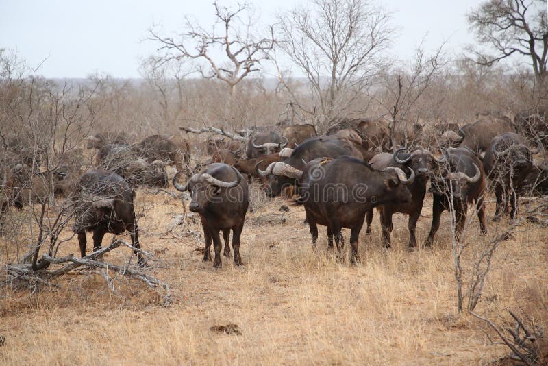 Troupeau africain de buffle de cap en parc national de Kruger, Afrique du Sud image libre de droits Troupeau africain de buffle de cap en parc national de Kruger, Afrique du Sud image libre de droits