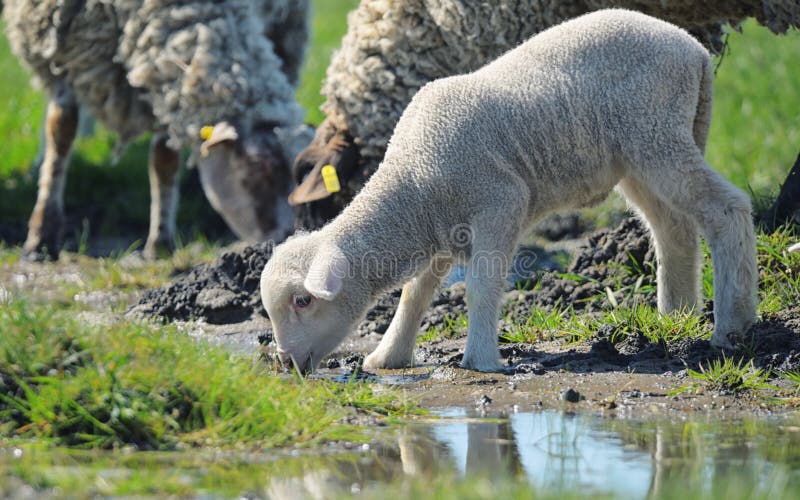 Troupeau d'eau potable de moutons photographie stock libre de droits Troupeau d'eau potable de moutons photographie stock libre de droits