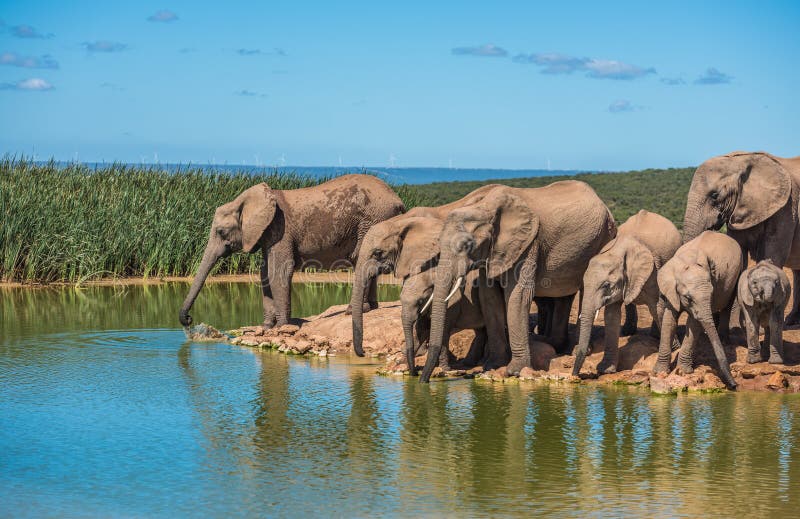 Troupeau d'Elephant’s au trou d'eau, Afrique du Sud photographie stock Troupeau d'Elephant’s au trou d'eau, Afrique du Sud photographie stock