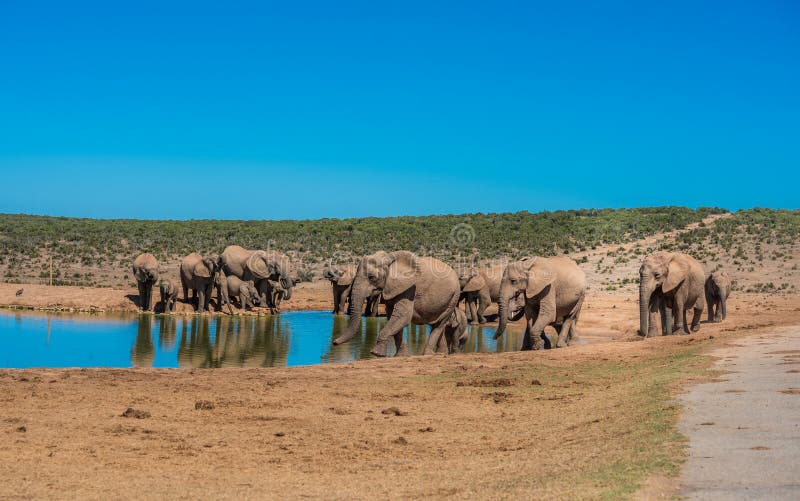 Troupeau d'Elephant’s au trou d'eau, Afrique du Sud photographie stock libre de droits Troupeau d'Elephant’s au trou d'eau, Afrique du Sud photographie stock libre de droits