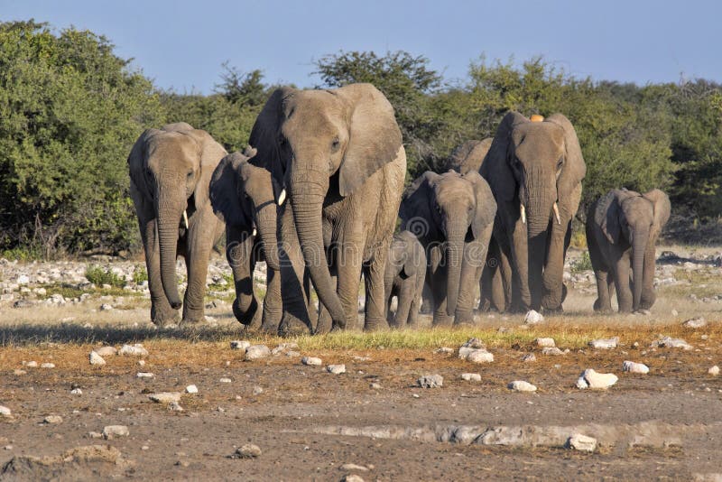 Troupeau d'éléphant africain, africana de Loxodonta, hâte au point d'eau, parc national d'Etosha, Namibie photo stock Troupeau d'éléphant africain, africana de Loxodonta, hâte au point d'eau, parc national d'Etosha, Namibie photo stock