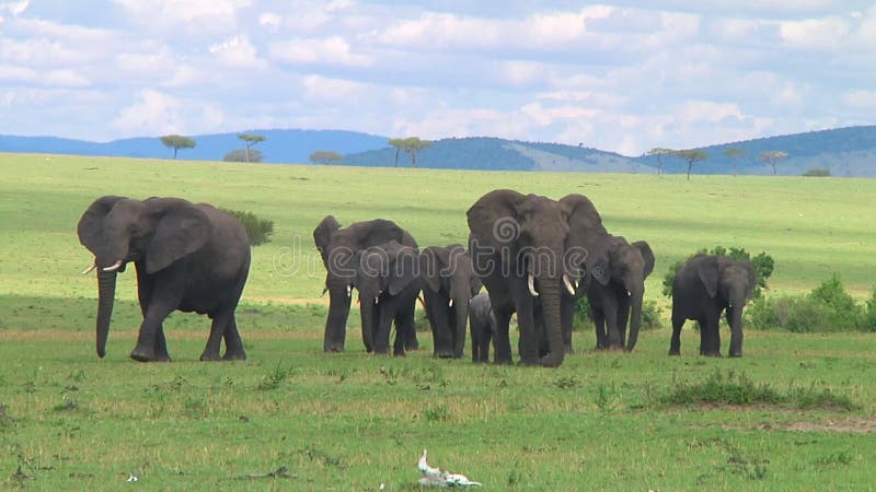 Troupeau d'éléphants le Serengeti