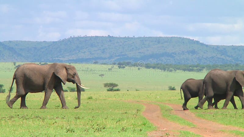 Troupeau d'éléphants le Serengeti