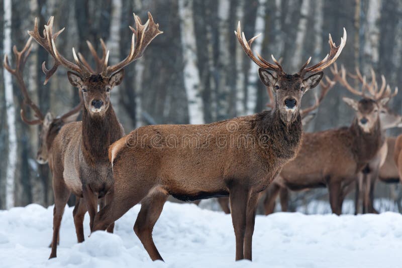 Troupeau de Cervus noble Elaphus de cerfs communs dans l'habitat naturel dans l'horaire d'hiver : Un Buck Stands Sideways In Prof photographie stock libre de droits Troupeau de Cervus noble Elaphus de cerfs communs dans l'habitat naturel dans l'horaire d'hiver : Un Buck Stands Sideways In Prof photographie stock libre de droits