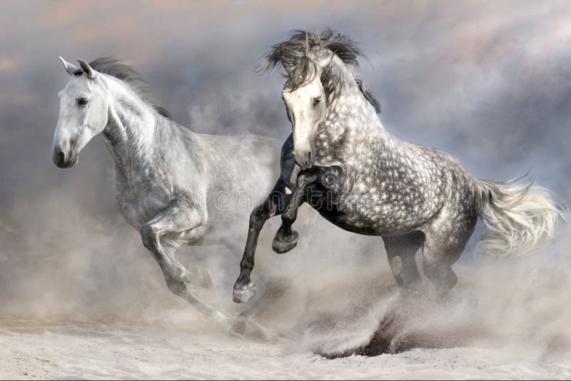Troupeau de cheval dans le mouvement photographie stock Troupeau de cheval dans le mouvement photographie stock