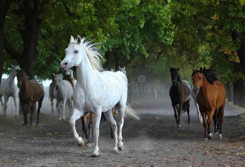 Troupeau de chevaux Arabes sur la route de village