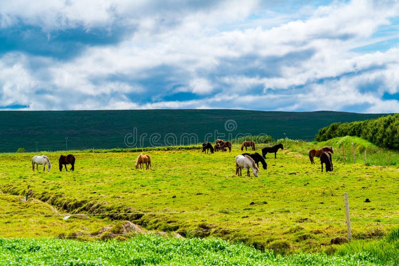 Troupeau de chevaux islandais frôlant dans le domaine images libres de droits Troupeau de chevaux islandais frôlant dans le domaine images libres de droits