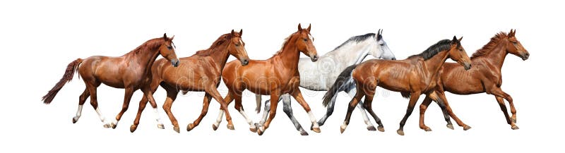 Troupeau de fonctionnement de chevaux sauvages gratuit sur le fond blanc images libres de droits Troupeau de fonctionnement de chevaux sauvages gratuit sur le fond blanc images libres de droits