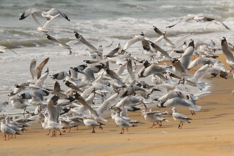 Troupeau de mouette dans le décollage de plage photographie stock libre de droits Troupeau de mouette dans le décollage de plage photographie stock libre de droits