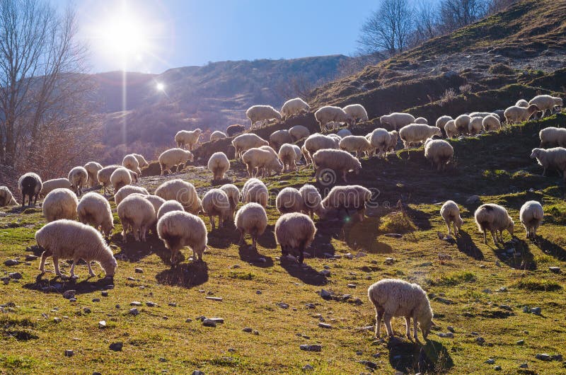 Troupeau de moutons photos stock Troupeau de moutons photos stock