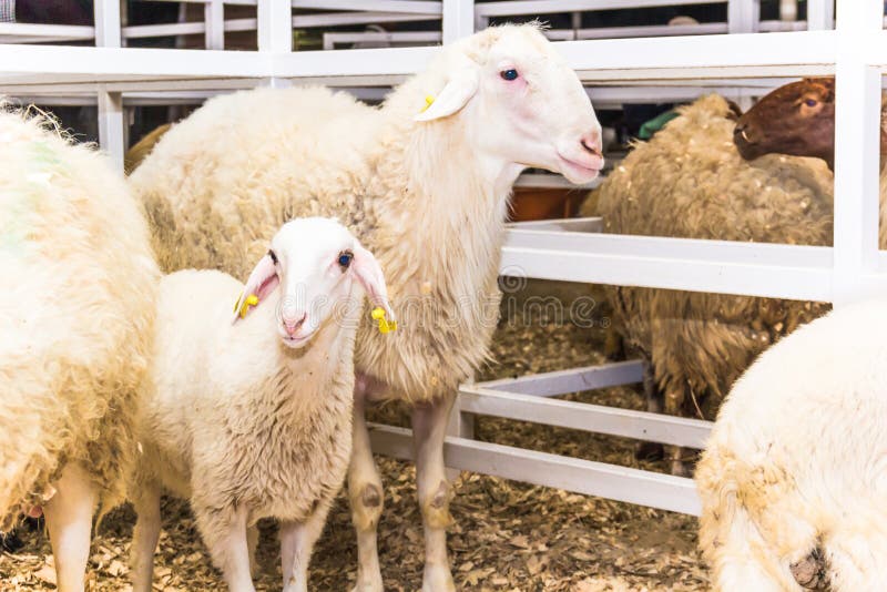 Troupeau de moutons images libres de droits Troupeau de moutons images libres de droits