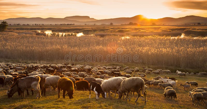Troupeau de moutons avec le coucher de soleil de Hongrie image libre de droits Troupeau de moutons avec le coucher de soleil de Hongrie image libre de droits