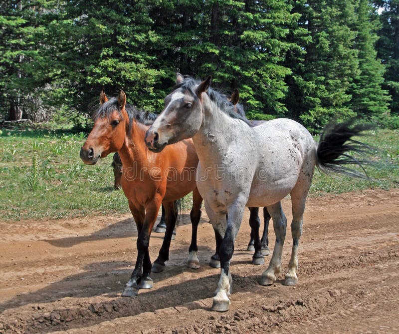 Troupeau De Mustang De Cheval Sauvage Dans Les Montagnes De Pryor Au Montana Image stock Image