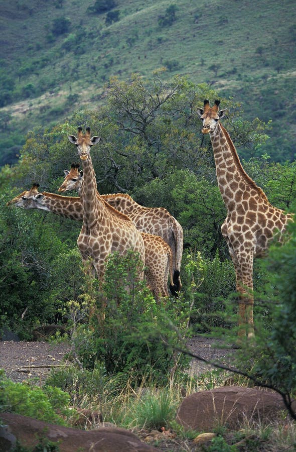 Rothschild`s Girafe, giraffa camelopardalis rothschildi, Herd in Kenya. Rothschild`s Girafe, giraffa camelopardalis rothschildi, Herd in Kenya