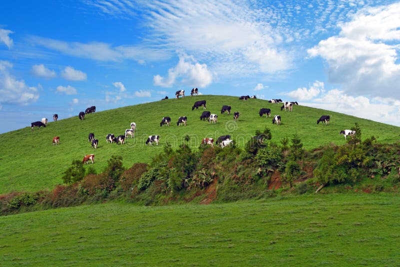 herd of cows in a hill. herd of cows in a hill