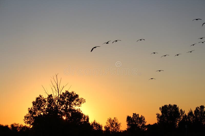Troupeau de vol des oies de Canada au coucher du soleil photo stock Troupeau de vol des oies de Canada au coucher du soleil photo stock
