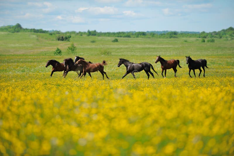 Troupeau des chevaux dans le domaine photos stock Troupeau des chevaux dans le domaine photos stock