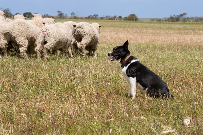 Troupeau des moutons avec un chien de moutons Australie du sud photos stock Troupeau des moutons avec un chien de moutons Australie du sud photos stock