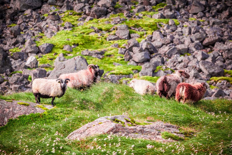 Troupeau des moutons dans les montagnes, Islande images libres de droits Troupeau des moutons dans les montagnes, Islande images libres de droits