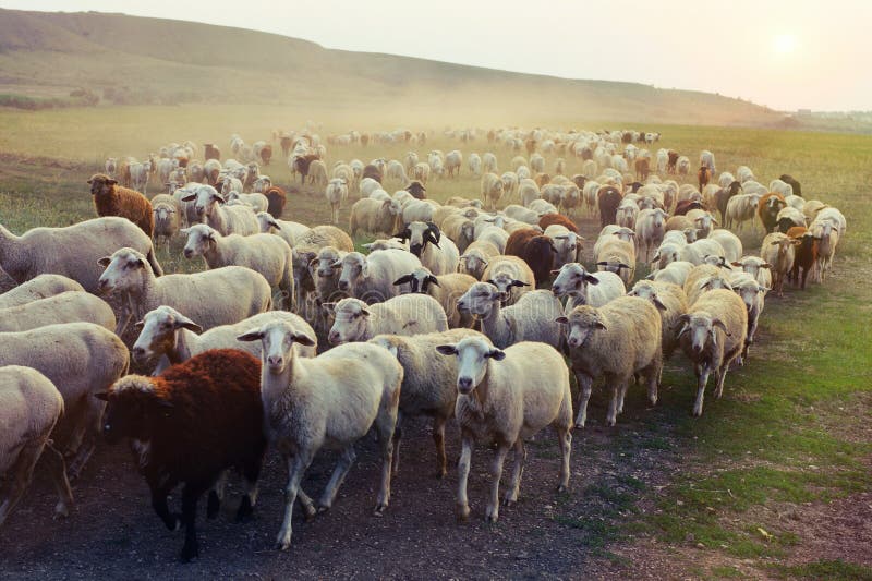 Troupeau des moutons frôlant au coucher du soleil photo stock Troupeau des moutons frôlant au coucher du soleil photo stock