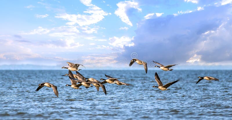 Troupeau des oies de Canada volant bas au-dessus de la baie de chesapeake image libre de droits Troupeau des oies de Canada volant bas au-dessus de la baie de chesapeake image libre de droits