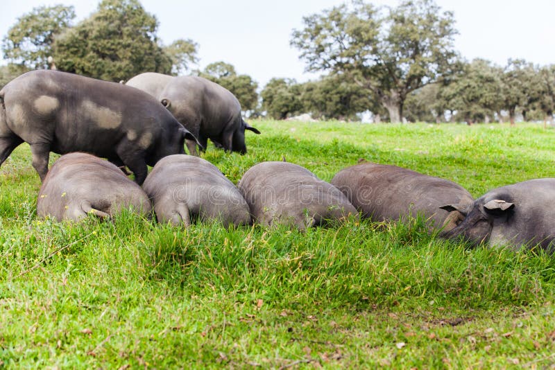 Troupeau ibérien de porc dormant dans un pré vert photographie stock libre de droits Troupeau ibérien de porc dormant dans un pré vert photographie stock libre de droits