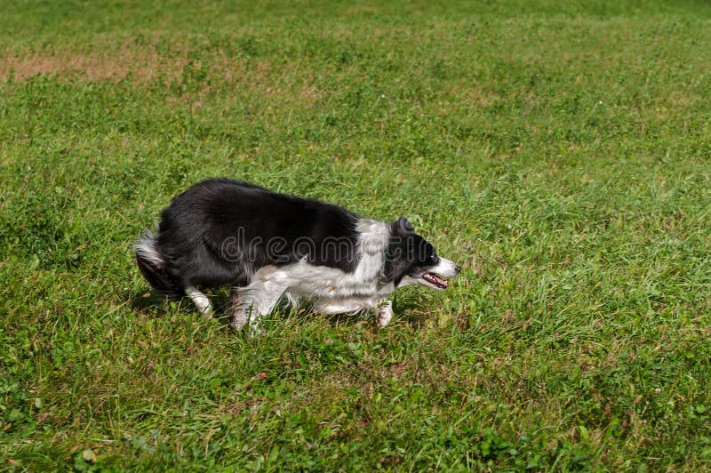 Troupeaux de border collie (chien courant) juste hors des moutons de cadre image stock