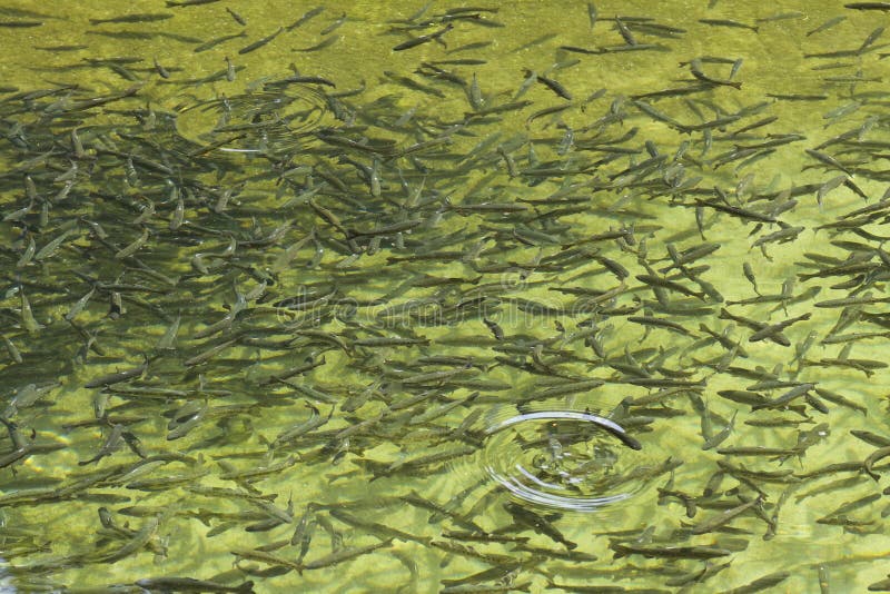 Trout Farm stock photo. Image of fish, catch, village 62950462