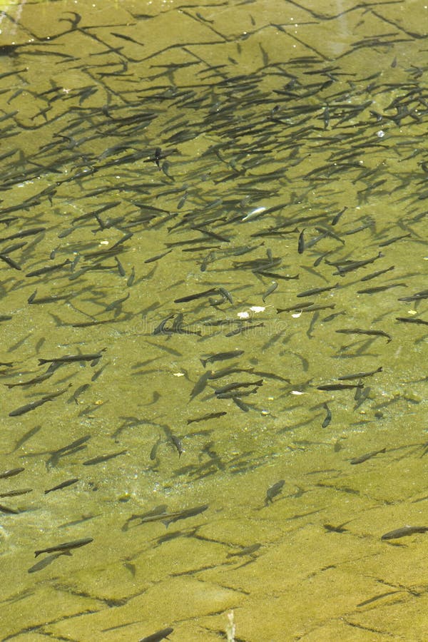 Trout Farm stock photo. Image of fish, catch, village 62950462