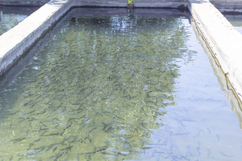 Rainbow trout Oncorhynchus mykiss in hatchery raceway. Trout farm. Feeding fish