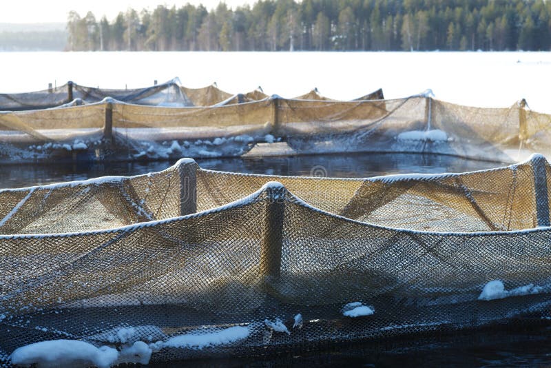 Trout Farm stock photo. Image of fish, catch, village 62950462